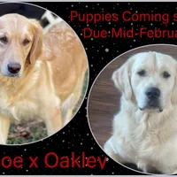 Male 2nd pick CO, a male Golden Retriever and English Cream Golden Retriever for sale in Portland, TN – Photo 2 of 2