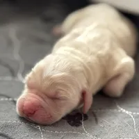 Male 2nd pick CO, a male Golden Retriever and English Cream Golden Retriever for sale in Portland, TN – Photo 1 of 2