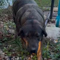 Georgia, a female Labrador Retriever for sale in Portland, TN – Photo 2 of 2