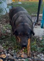 Georgia, a female Labrador Retriever for sale in Portland, TN – Photo 2 of 2