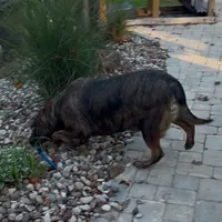 Georgia, a female Labrador Retriever for sale in Portland, TN – Photo 1 of 2