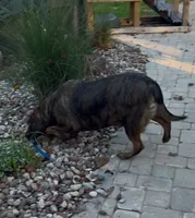 Georgia, a female Labrador Retriever for sale in Portland, TN – Photo 1 of 2