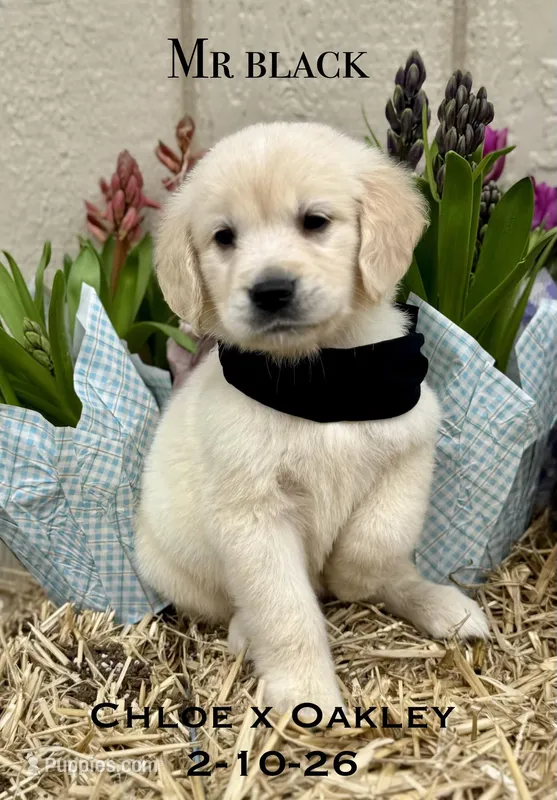Mr Black – Golden Retriever, English Cream Golden Retriever puppy for sale in Portland, TN