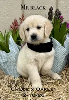 Mr Black, a male Golden Retriever and English Cream Golden Retriever for sale in Portland, TN – Photo 1 of 2