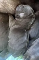 Female 2, a female Labrador Retriever for sale in Portland, TN – Photo 1 of 4