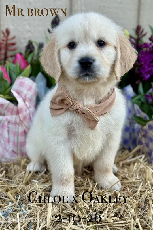 Mr Brown – Golden Retriever, English Cream Golden Retriever puppy on hold in Portland, TN