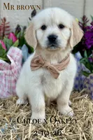 Mr Brown, a male Golden Retriever and English Cream Golden Retriever for sale in Portland, TN – Photo 1 of 2