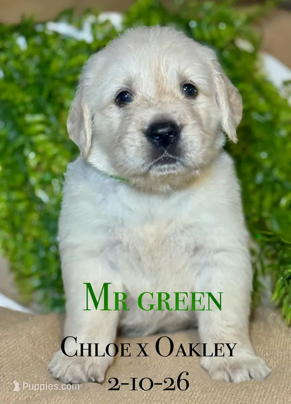 Male 4th pick CO – Golden Retriever, English Cream Golden Retriever puppy for sale in Portland, TN