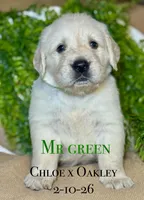 Male 4th pick CO, a male Golden Retriever and English Cream Golden Retriever for sale in Portland, TN – Photo 1 of 6