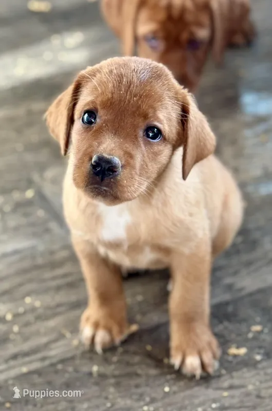Lil Miss – Labrador Retriever puppy on hold in Portland, TN