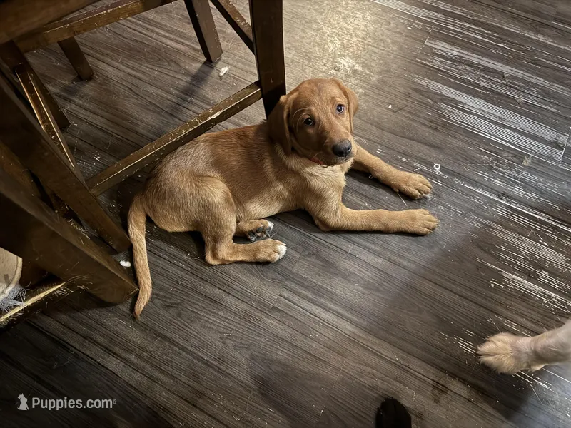 Stella (Miss Light Purple) – Labrador Retriever puppy on hold in Portland, TN