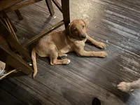 Stella (Miss Light Purple), a female Labrador Retriever for sale in Portland, TN – Photo 1 of 3