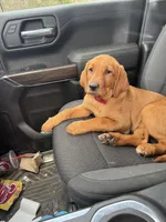 Stella (Miss Light Purple), a female Labrador Retriever for sale in Portland, TN – Photo 3 of 3
