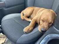 Stella (Miss Light Purple), a female Labrador Retriever for sale in Portland, TN – Photo 2 of 3