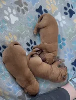 Zoey Female 5, a female Labrador Retriever for sale in Portland, TN – Photo 2 of 4