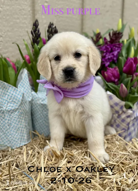 Miss Purple – Golden Retriever, English Cream Golden Retriever puppy on hold in Portland, TN