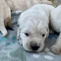 Female 3rd pick CO, a male Golden Retriever and English Cream Golden Retriever for sale in Portland, TN – Photo 1 of 8
