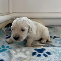 Female 3rd pick CO, a male Golden Retriever and English Cream Golden Retriever for sale in Portland, TN – Photo 2 of 8