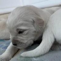 Female 3rd pick CO, a male Golden Retriever and English Cream Golden Retriever for sale in Portland, TN – Photo 3 of 8