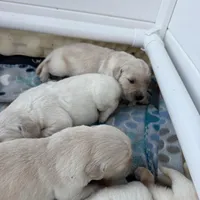 Female 3rd pick CO, a male Golden Retriever and English Cream Golden Retriever for sale in Portland, TN – Photo 7 of 8