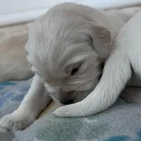 Female 3rd pick CO, a male Golden Retriever and English Cream Golden Retriever for sale in Portland, TN – Photo 5 of 8