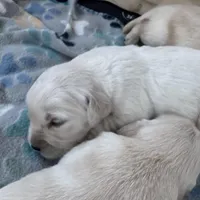 Female 3rd pick CO, a male Golden Retriever and English Cream Golden Retriever for sale in Portland, TN – Photo 4 of 8