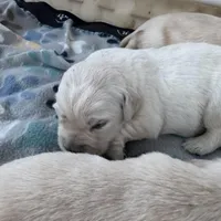 Female 3rd pick CO, a male Golden Retriever and English Cream Golden Retriever for sale in Portland, TN – Photo 6 of 8