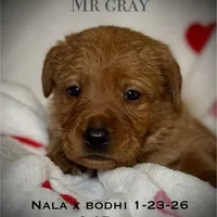 Male 5th pick NB, a male Labrador Retriever for sale in Portland, TN – Photo 4 of 6