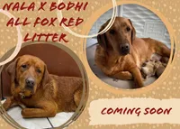 Male 5th pick NB, a male Labrador Retriever for sale in Portland, TN – Photo 6 of 6