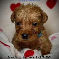 Male 5th pick NB, a male Labrador Retriever for sale in Portland, TN – Photo 5 of 6