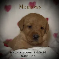 Male 5th pick NB, a male Labrador Retriever for sale in Portland, TN – Photo 1 of 6