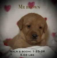 Male 5th pick NB, a male Labrador Retriever for sale in Portland, TN – Photo 1 of 6