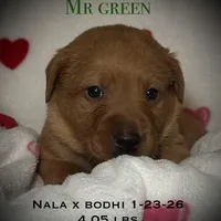 Male 5th pick NB, a male Labrador Retriever for sale in Portland, TN – Photo 3 of 6