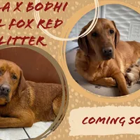 Male 1, a male Labrador Retriever for sale in Portland, TN – Photo 6 of 6