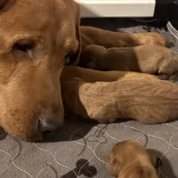 Male 1, a male Labrador Retriever for sale in Portland, TN – Photo 4 of 6