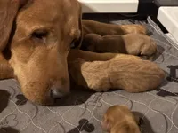 Male 1, a male Labrador Retriever for sale in Portland, TN – Photo 4 of 6