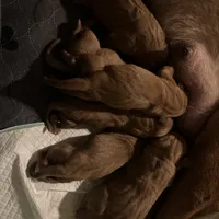 Male 1, a male Labrador Retriever for sale in Portland, TN – Photo 5 of 6