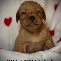 Male 6th pick NB, a male Labrador Retriever for sale in Portland, TN – Photo 2 of 6