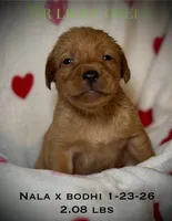 Male 6th pick NB, a male Labrador Retriever for sale in Portland, TN – Photo 2 of 6