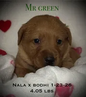 Male 6th pick NB, a male Labrador Retriever for sale in Portland, TN – Photo 3 of 6