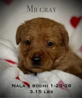 Male 6th pick NB, a male Labrador Retriever for sale in Portland, TN – Photo 4 of 6