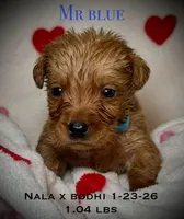 Male 6th pick NB, a male Labrador Retriever for sale in Portland, TN – Photo 5 of 6