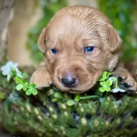 Male 4th pick NB, a male Labrador Retriever for sale in Portland, TN – Photo 3 of 3