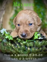 Male 4th pick NB, a male Labrador Retriever for sale in Portland, TN – Photo 3 of 3