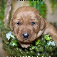 Male 4th pick NB, a male Labrador Retriever for sale in Portland, TN – Photo 1 of 3