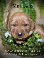 Male 4th pick NB, a male Labrador Retriever for sale in Portland, TN – Photo 1 of 3