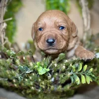 Male 4th pick NB, a male Labrador Retriever for sale in Portland, TN – Photo 2 of 3