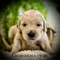 Charleigh Male 5, a male Golden Retriever for sale in Portland, TN – Photo 3 of 4