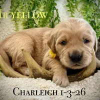 Charleigh Male 5, a male Golden Retriever for sale in Portland, TN – Photo 4 of 4