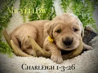 Charleigh Male 5, a male Golden Retriever for sale in Portland, TN – Photo 4 of 4